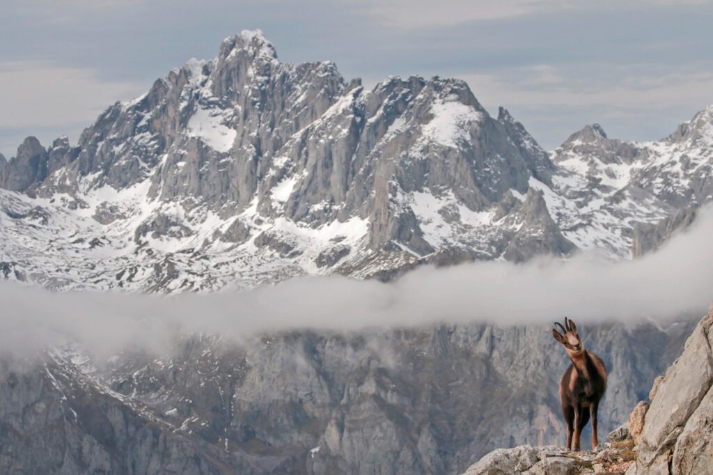 picos de europa