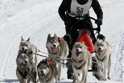 mushing trineo con perros