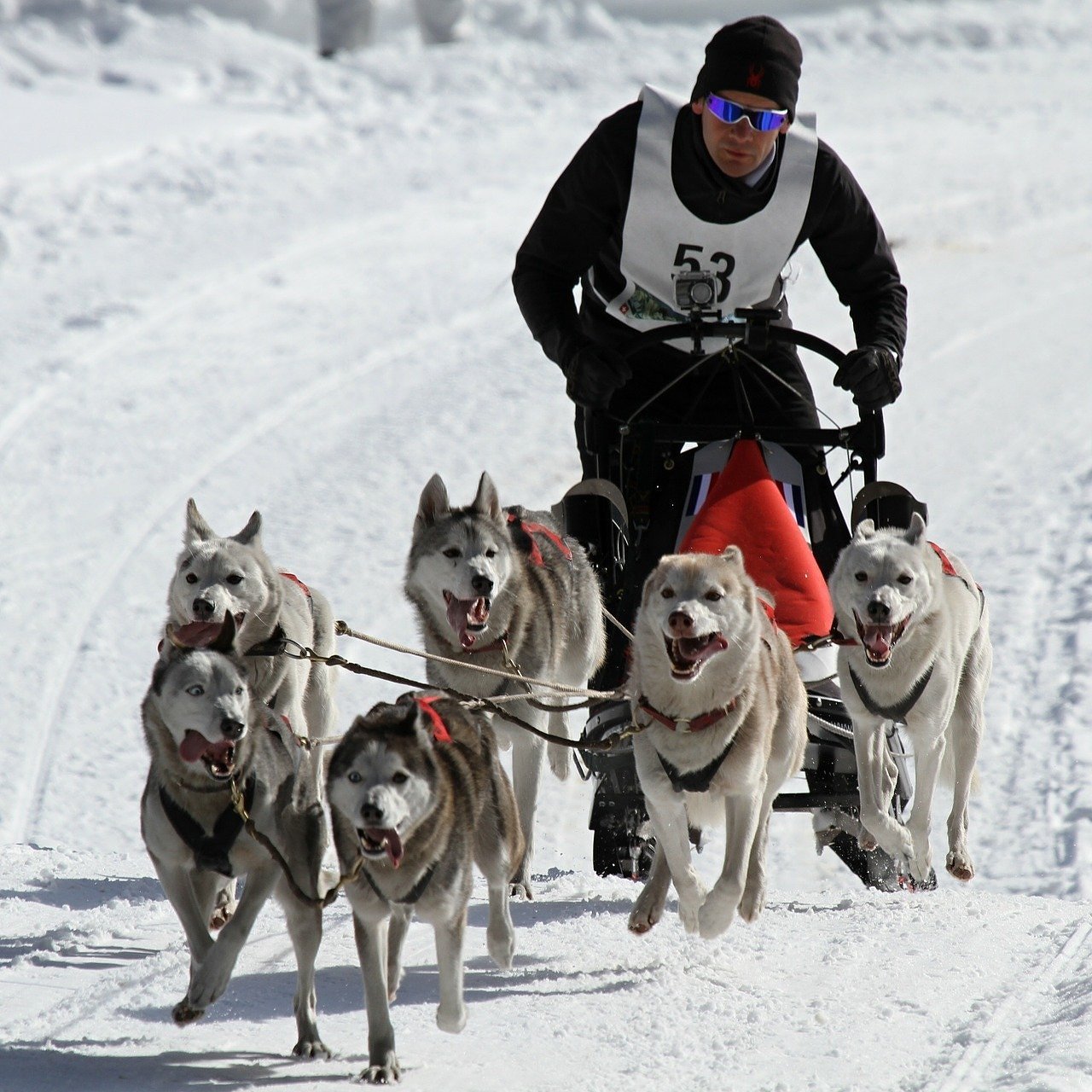 mushing trineo con perros